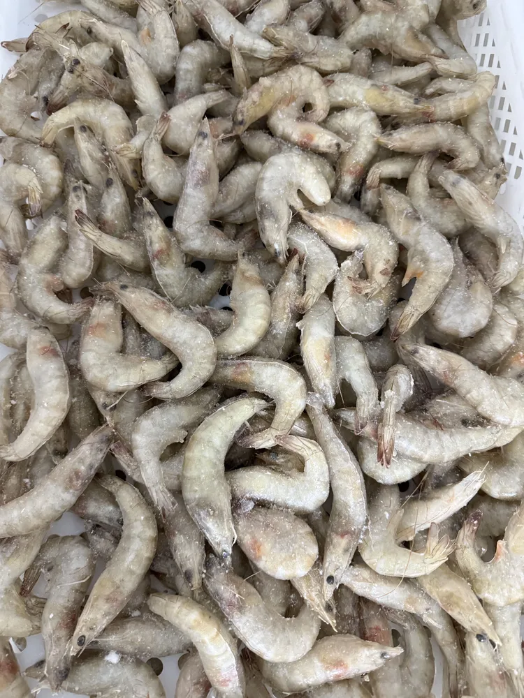 Camarão G cinza inteiro 800g